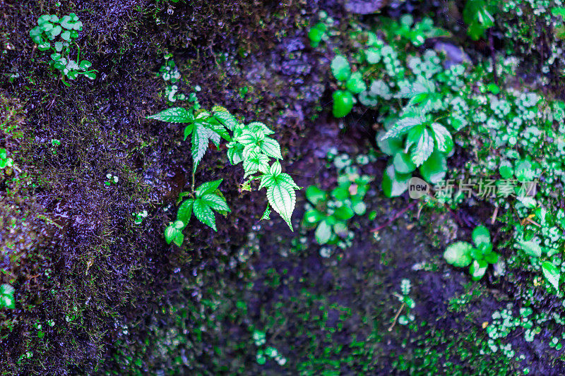 Moss on the side of the mountain road